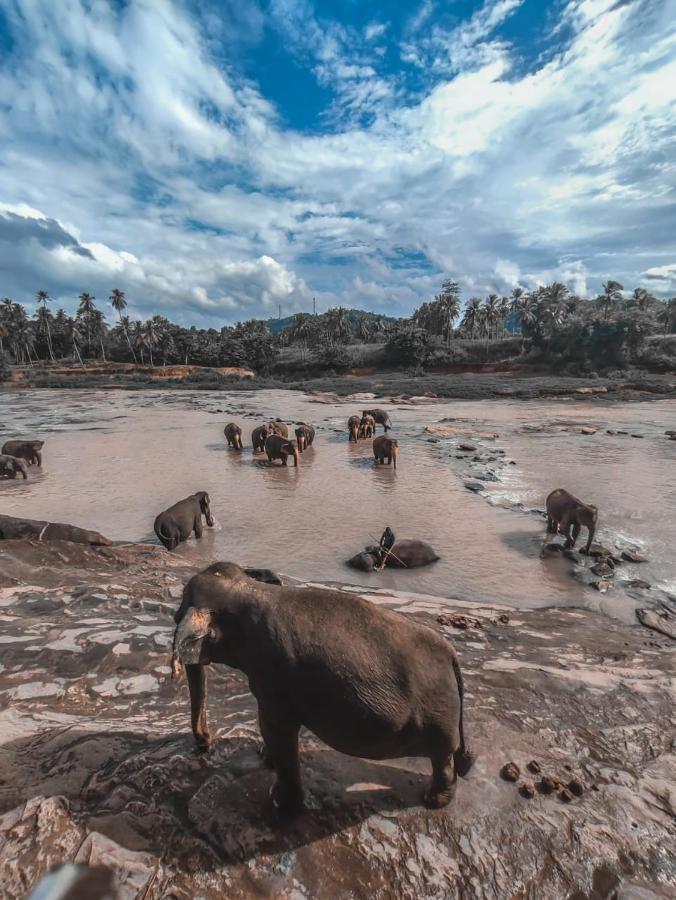 Peacock Village Pinnawala - Offer Alert! Elephant Welfare Program Εξωτερικό φωτογραφία
